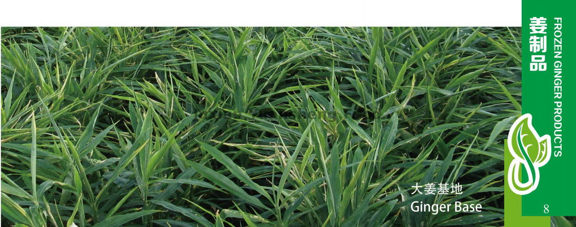 Имбирная основа