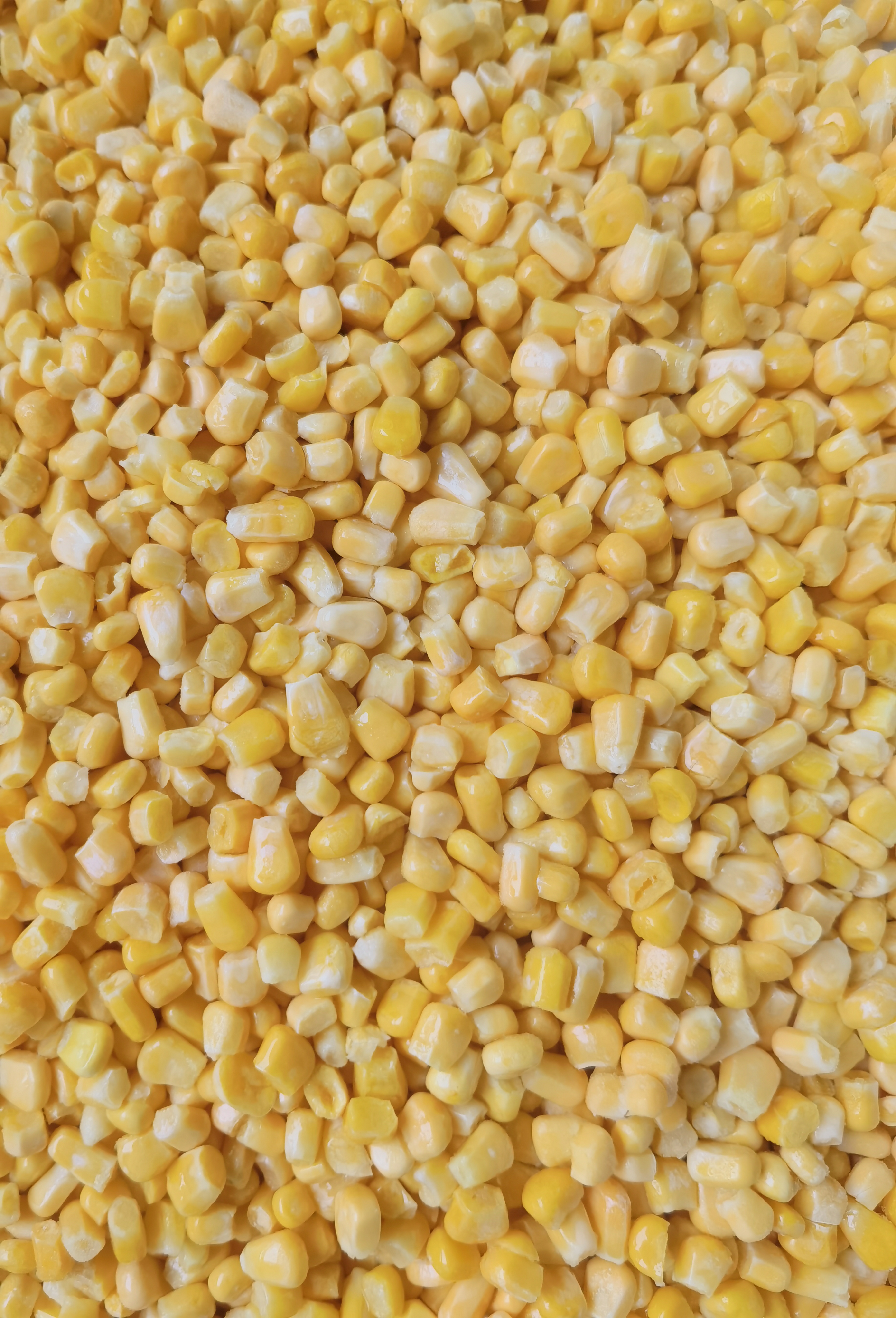 сладкая кукуруза (1)